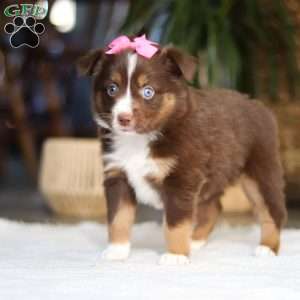 Zinna, Miniature Australian Shepherd Puppy